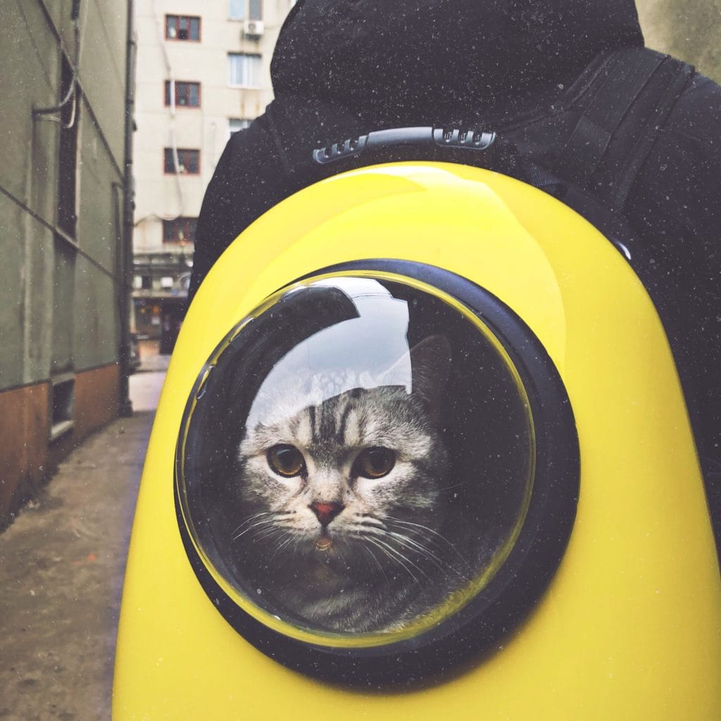 Kitty